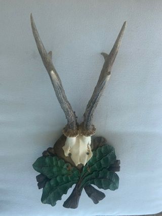 Antique Long Horn Antler On Well Carved Plaque Black Forest Taxidermy Trophy
