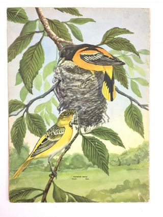 Vintage 1940 Birds Linen Book By Artists & Writers Guild - Rex Brasher 2