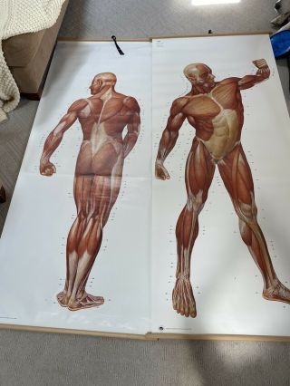 Vintage Medical Wall Chart Poster Print Anatomy Human Body Physiology Muscles
