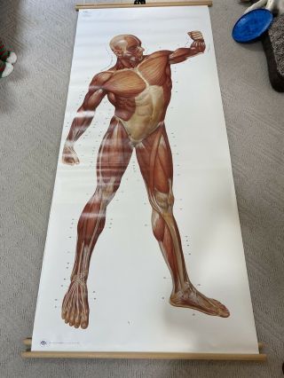 vintage medical wall chart poster print anatomy human body physiology muscles 2
