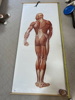 vintage medical wall chart poster print anatomy human body physiology muscles 3