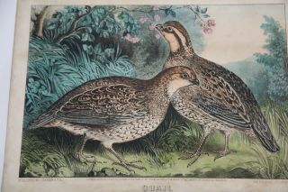 Quail Or Virginia Partridge Currier And Ives Lithograph