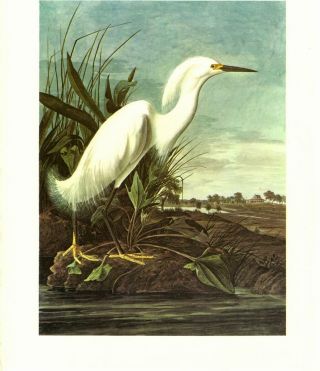 John James Audubon: Snowy Egret - Vtg 1966 Bookplate Bird Art Print