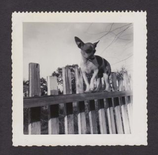 Cute Nervous Little Dog Walks On Picket Fence Old/vintage Photo Snapshot - Y82
