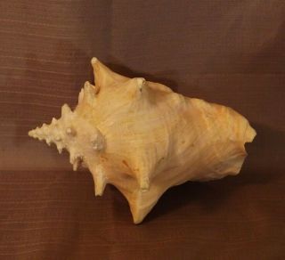 Large Vintage Conch Shell 8 