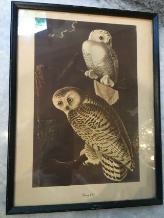 Vintage 1950s Lithographic Framed Print Of A " Snowy Owls " Americana
