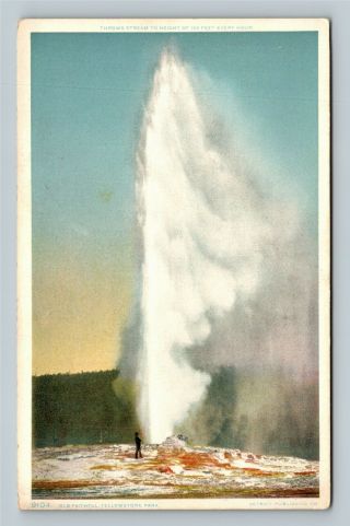 Yellowstone Park Wy,  Old Faithful Geyser,  Vintage Wyoming Postcard