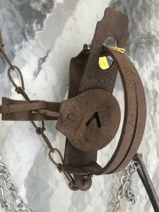 Vintage Trap Victor Spring Double Jaw With 10’ Of Drag Chain & Hook