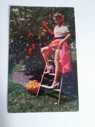 Vtg Florida To Geneva N.  Y.  Postcard Sexy Pin Up Picking Oranges On Ladder In Fl