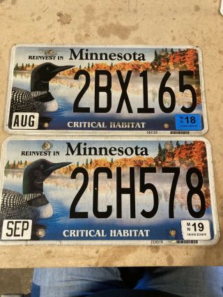 Minnesota License Plate Critical Habitat Loon Pair