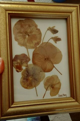 Vintage Pressed Pansy Flowers By Connie C Becton,  Hand Grown And Framed,  Qty 2