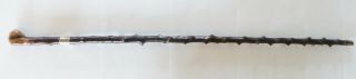 Antique Irish Blackthorn Walking Stick 38.  5 " (inches) Silver Banded C 1913