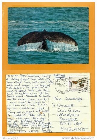 South Africa Vintage Postcard Rsa Stamp Humpback Whale