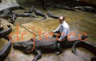 1974 Arthur Jones Nautilus / Crocodiles - 35mm Fitness Slide