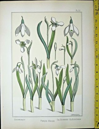 Snowdrop Designs,  Art Nouveau/jugendstil,  Eugene Grasset,  La Plante.  1896 31