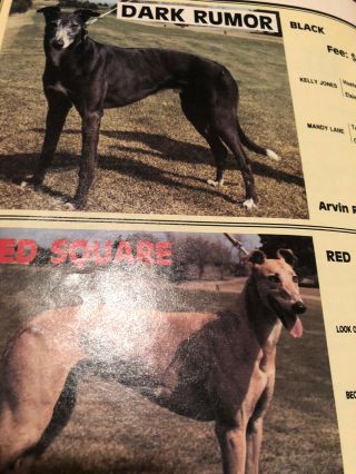 1989 Greyhound Review Sires Edition 2