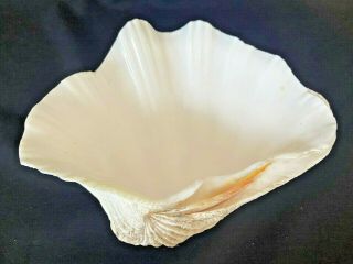 Vintage Large 8” Natural Giant Clam Shell Tridacna Gigas Nautical decor Bowl etc 2