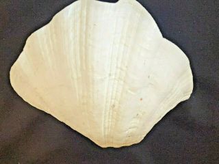 Vintage Large 8” Natural Giant Clam Shell Tridacna Gigas Nautical decor Bowl etc 3