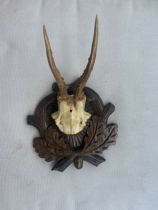 Antique Wooden Antler On Well Carved Plaque Taxidermy Black Forest Stag Deer 2