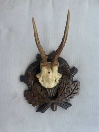 Antique Wooden Antler On Well Carved Plaque Taxidermy Black Forest Stag Deer 3