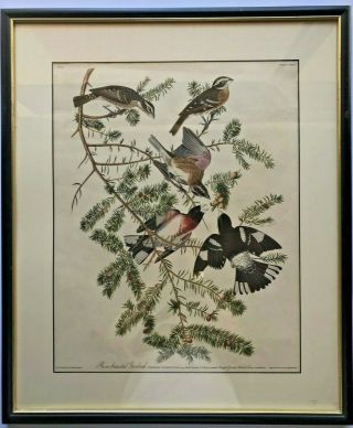 Vintage John James Audubon Bird Print Rose - Breasted Grosbeak