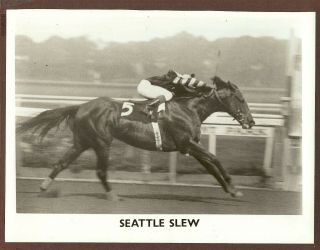 Undated Press Photo Triple Crown Winning Race Horse Seattle Slew In Stride