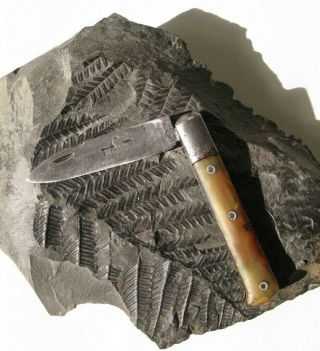 Antique Pocket Knife Horn Handle Vilebrequin Couteau Pliant Manche Corne Bovine