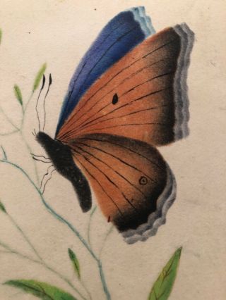 Antique Early 1800’s Miniature Watercolor Study Of Butterfly
