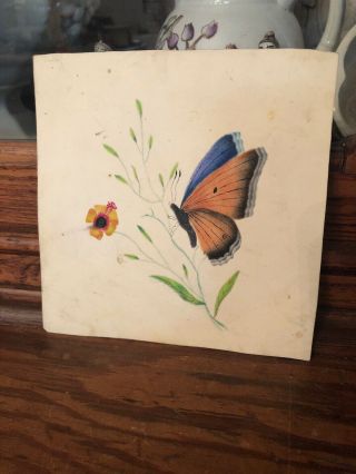 Antique Early 1800’s Miniature Watercolor Study Of Butterfly 2