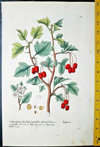 Knorr,  Regnum,  1750ff,  Hawthorn,  Crategus Spinosa,  Foliis Obtus.  Lg.  &rare Handc.  Eng.