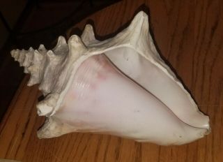 GORGEOUS Vintage Large QUEEN CONCH HORNED Seashell PINK No Harvest Hole 2