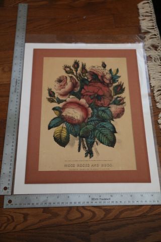 Moss Roses And Buds Hand Colored Currier And Ives Lithograph C4220