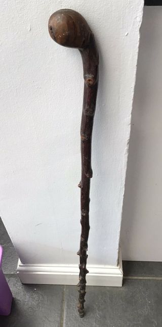 Antique Irish Blackthorn Walking Stick Shillelagh Cane 35.  5 "