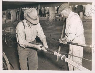 1936 Harness Horse Racing Sulky Preparation Press Photo