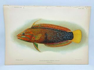 Antique Lithographic Print Reef Fishes Hawaiian Islands Bien 1903 Plate 27