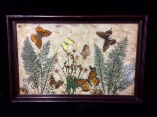 Large 17 " Antique Victorian Real Butterfly Diorama Serving Tray - Great Wall Art