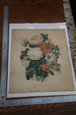 Roses Of May Hand Colored Currier And Ives Lithograph C5215