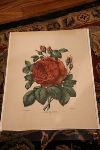 The Rose Hand Colored Currier And Ives Lithograph C5206