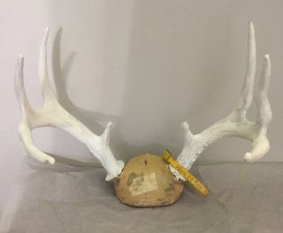 Vintage 8 Point Michigan Whitetail Deer Antlers Mount 1965 With Tag