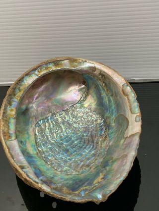 Vintage Large Abalone Shell,  7.  1/2 " X 5.  3/4” Seashell Decor Jewelry Smudge Tray
