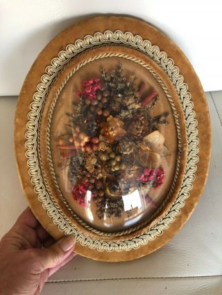 Vintage Wall Art Dried Flowers Framed Velvet Bubble/convex Glass Spain