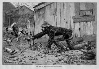 Homeless Tramp Stealing Farm Chickens By A.  B.  Frost