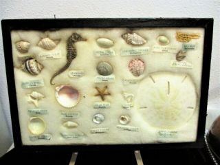 Vtg Seashell Specimen Science Shadow Box Marine Life 9 Countries Fast