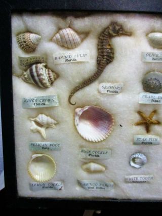 Vtg Seashell Specimen Science Shadow Box Marine Life 9 Countries FAST 2