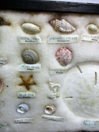 Vtg Seashell Specimen Science Shadow Box Marine Life 9 Countries FAST 3