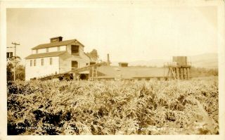 Artichoke Field & Cannery,  Half Moon Bay,  California,  Rppc,  Vintage Postcard