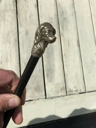 Antique Swagger Stick With Silver Plate Spaniel Dog’s Head Top.  66.  5cm