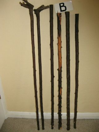 Six Blackthorn Walking Stick Shanks Seasoned And Steam Straightened