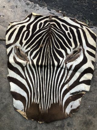 Vintage Zebra Skin Taxidermy Hide Face W/ Lashes