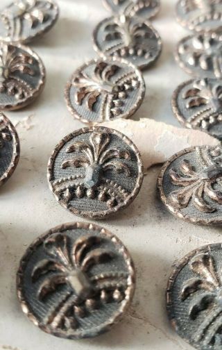 Antique Victorian Edwardian Full Set 24 Buttons Palm Trees